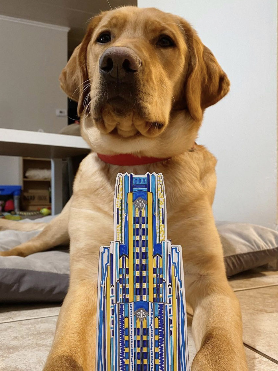 Dog with colored Cathedral of Learning