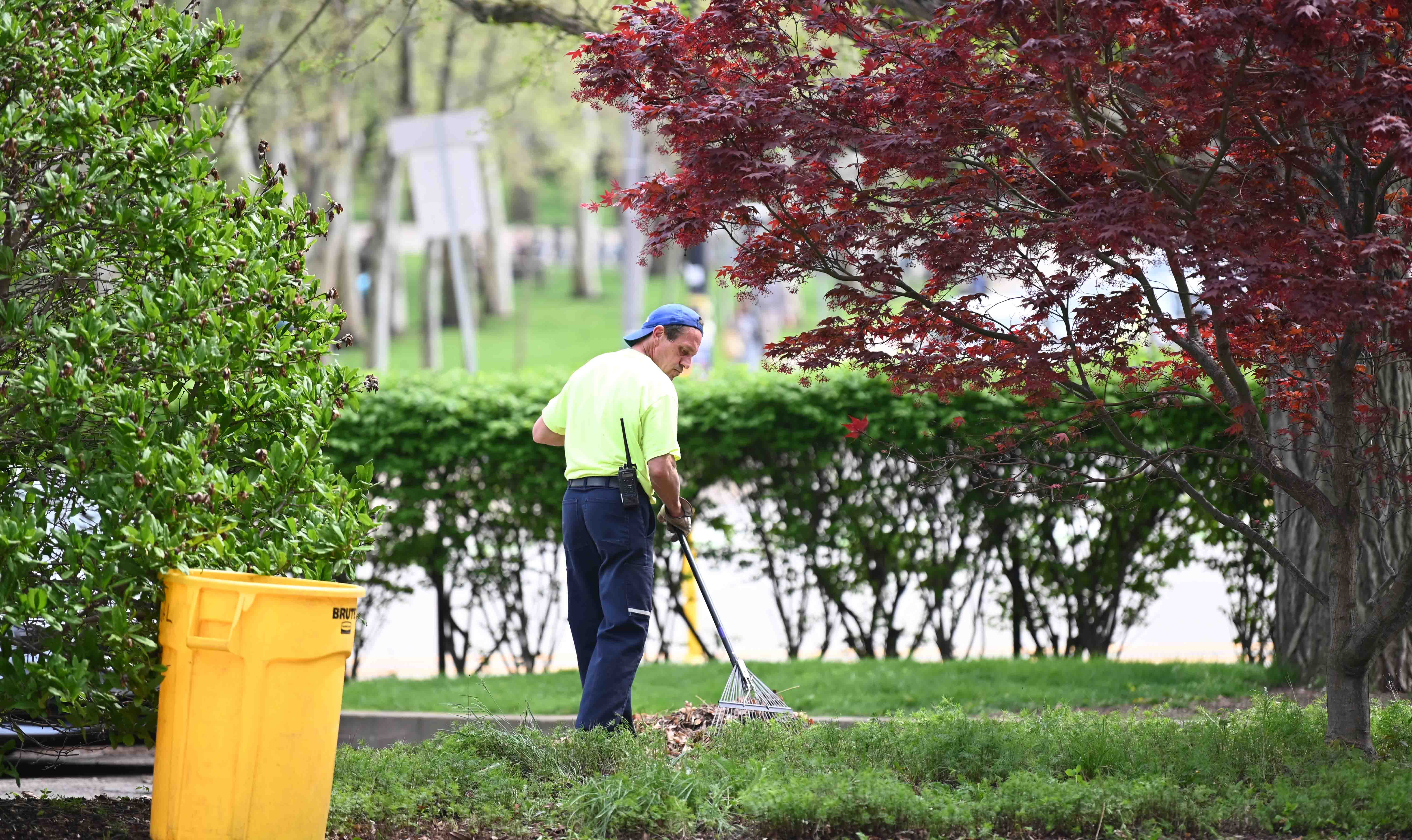 Pitt groundskeeping crews have been cleaning up debris from the winter and planting new flowers in preparation for commencement week. (Aimee Obidzinski | University of Pittsburgh) Working clearing leaves from a path