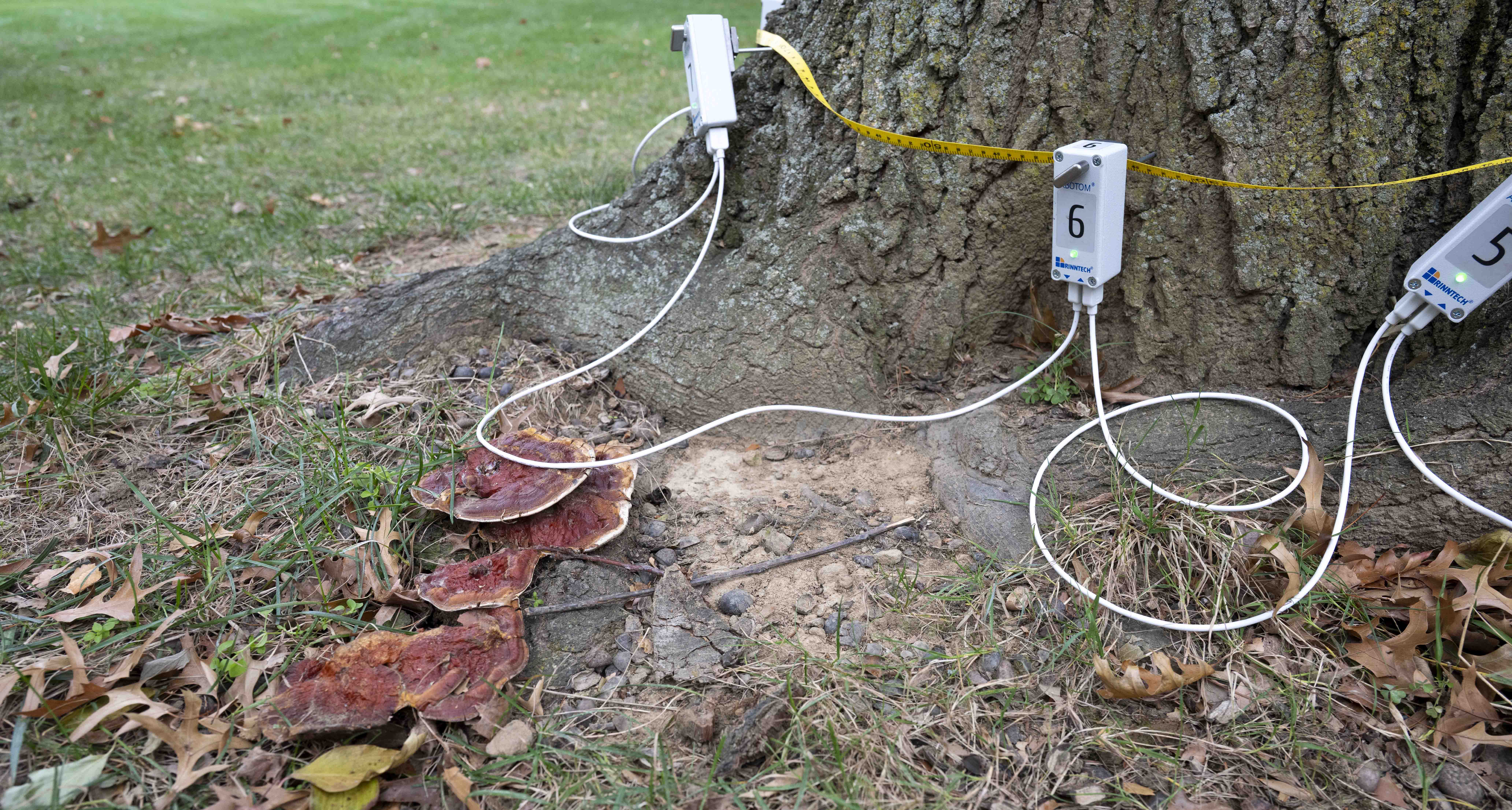 Mushrooms on a tree or around the base can indicate the tree is not healthy, according to Leigh Pavlichko, an arborist with Pittsburgh-based Boscage Tree Service who helped assess tree health on the Cathedral lawn this month using advanced equipment. “A lot of times (they) can have a column of decay 15 feet above it and 15 feet below it — all the way into the root system,” she said. (Tom Altany | University of Pittsburgh) Mushrooms around base of tree