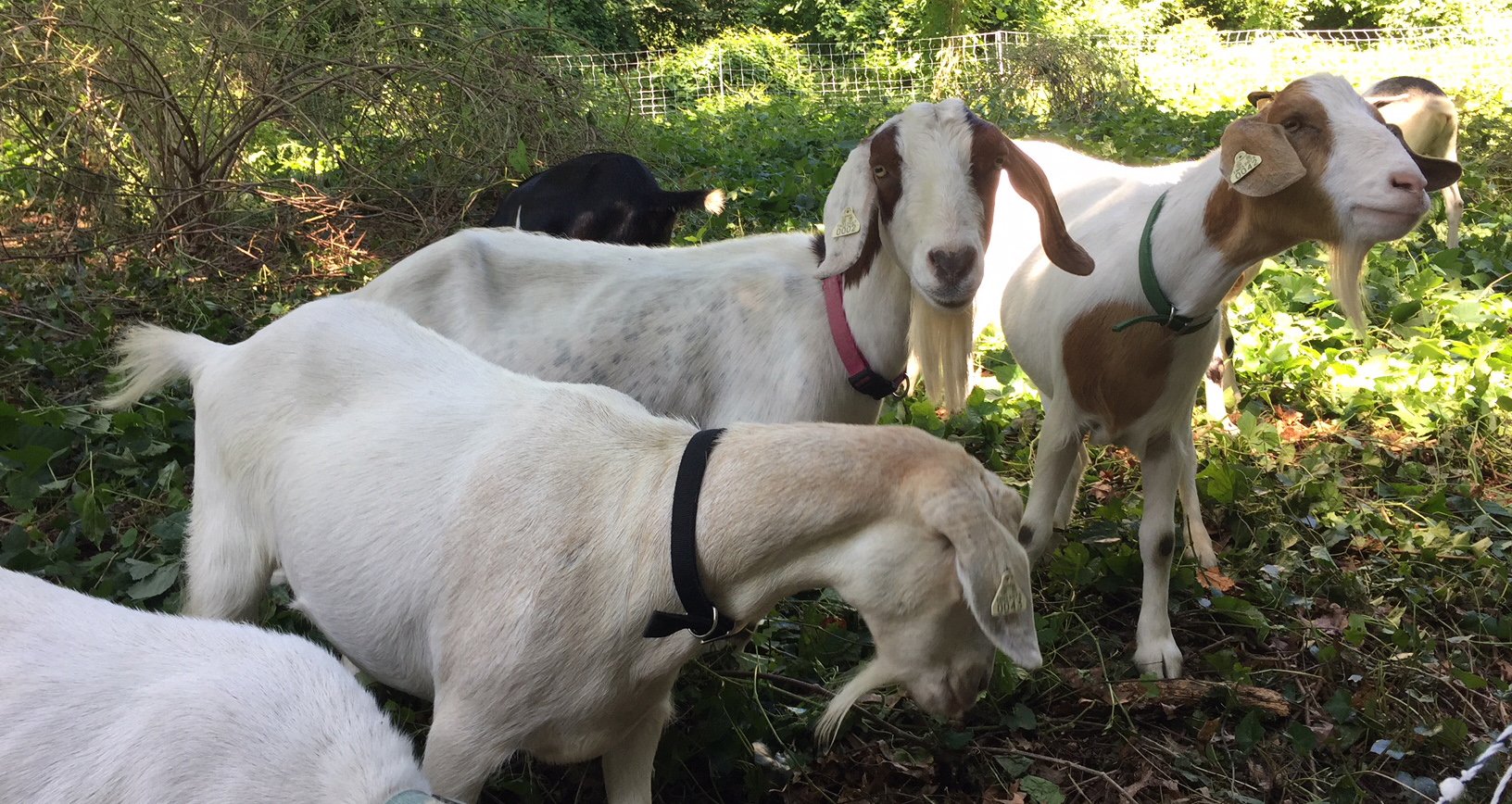 Goats on a hillside above Eberly Hall